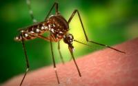 Tájékoztató földi szúnyoggyérítésről - videó interjú