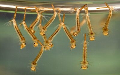 Biológiai szúnyoggyérítés Vecsésen