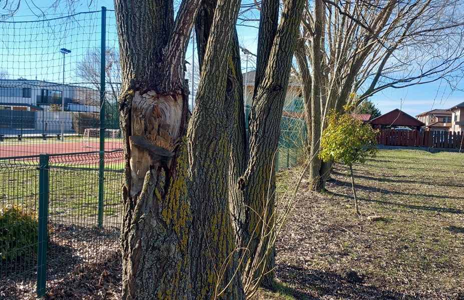 Tájékoztatás fakivágásról