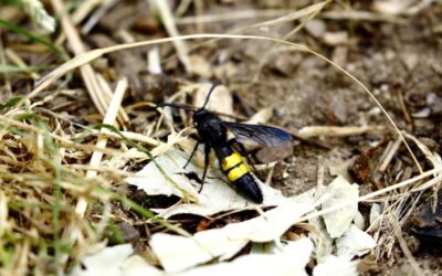 Tájékoztató a tőrösdarazsakról